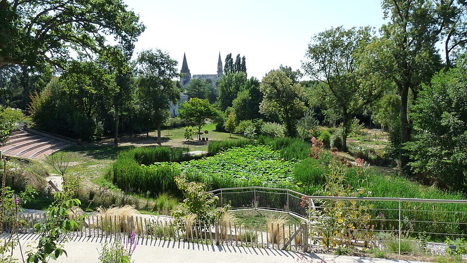 Bassin de lotus du jardin Camifolia, avec le clocher de Chemillé au fond