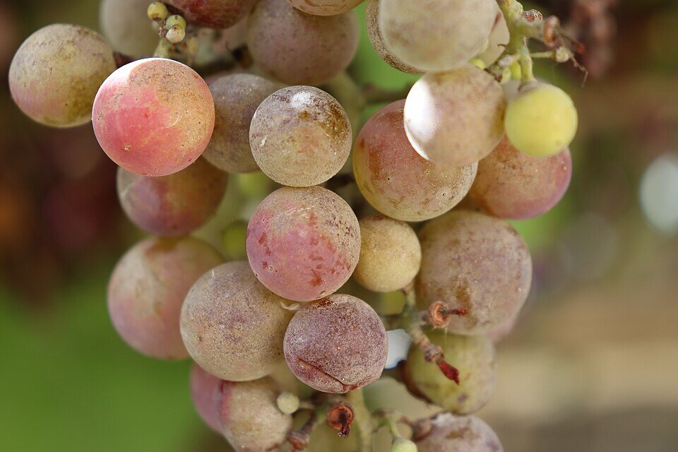 Grappe de raisins